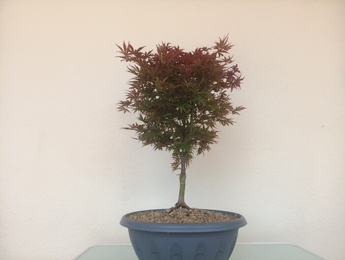 Bonsai acero palmato - bonsai,