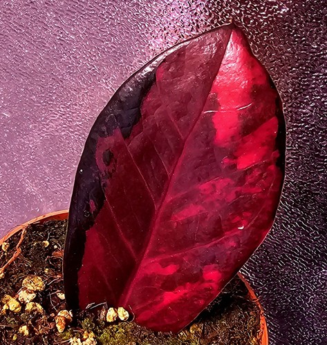 Zamioculcas zamiifolia nero - zamiifolia,