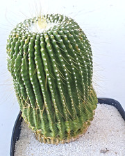 Notocactus leninghausii cv