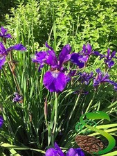 20x Iris Pseudacorus Orchidee