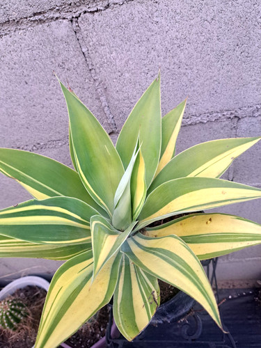 Agave attenuata yellow - attenuata,
