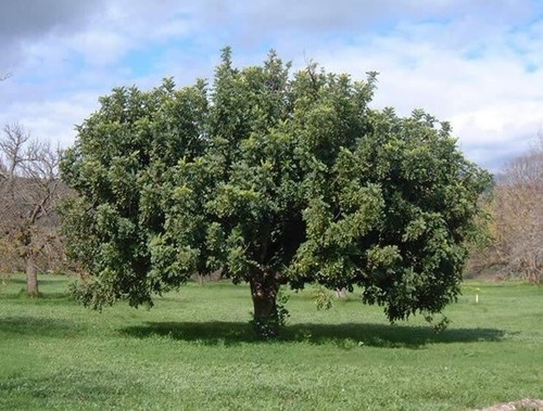 Semi ceratonia siliqua - di,