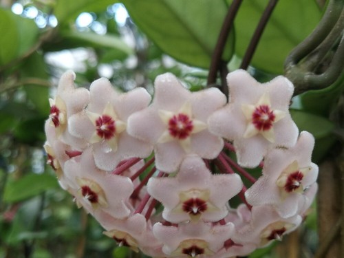 Hoya carnosa fiore cera - di,