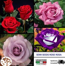 SEMI di Rosa Rose Fiori Fiore