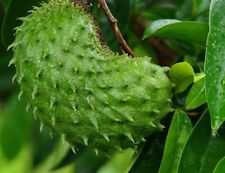 ANNONA MURICATA  SEMI Guanàbana, GRAVIOLA SEEDS DA 5 A 25 SEMI 