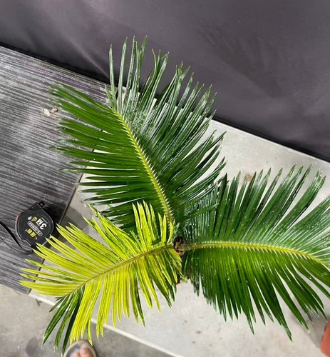Cycas revoluta thunb giardino - cycas,