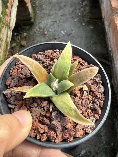 Ariocarpus retusus scheidw - retusus,