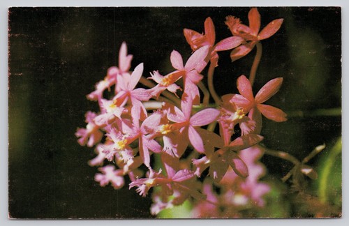 Denver botanic gardens - botanic,