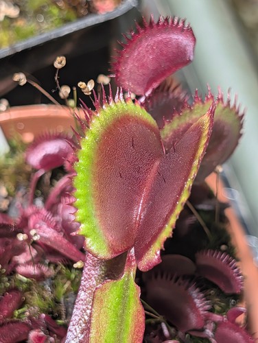 Dionaea muscipula multiple - dionaea,