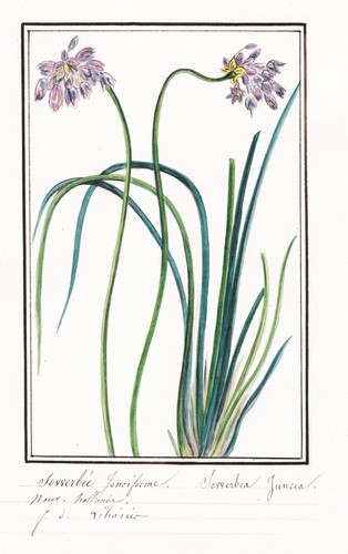 Sowerbea juncea sowerbaea - sowerbea,