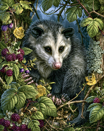 Stampa artistica 8x10 opossum - stampa,