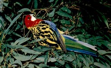 Cartolina Orientale Rosella