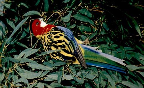 Cartolina orientale rosella - cartolina,