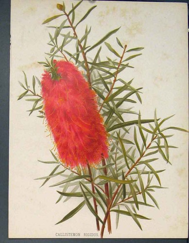 Antica stampa originale