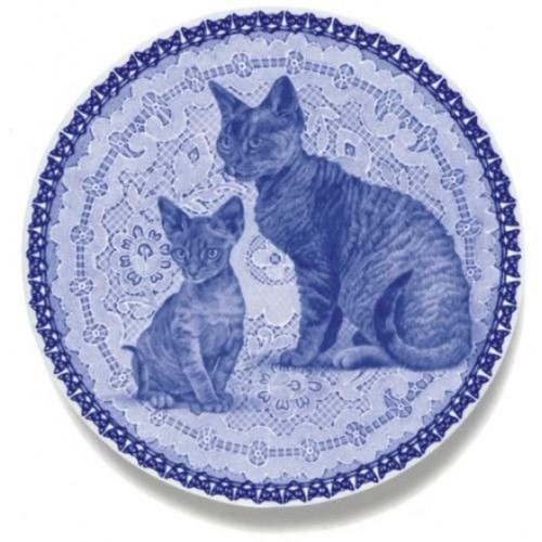 Devon rex piatto - piatto, gatti