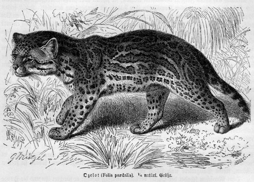 Ozelot leopardus pardalis - leopardus,