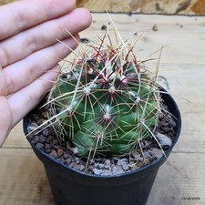 Thelocactus bicolor bolansis