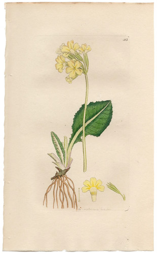 Antica botanica inglese 1798