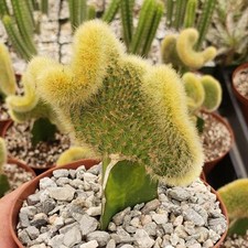 Hildewintera aureispina crest