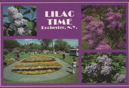 Cartolina rochester lilac - rochester,
