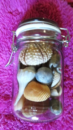 Conchiglie decorative - ,