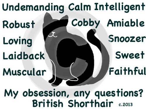 Gatto britannico pelo corto - britannico, a