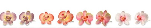 Orchidea zucchero per - orchidea,