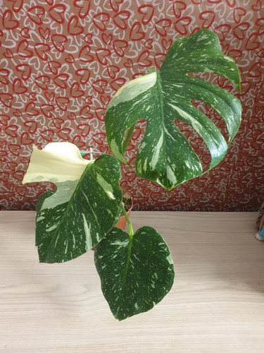 Monstera thai constellation - monstera,
