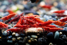 Lotto 10 NEOCARIDINE CARIDINA