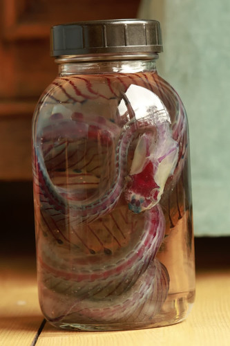 Serpente diafonizzato
