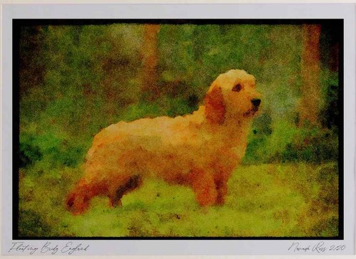 415037 basset fauve - 415037,