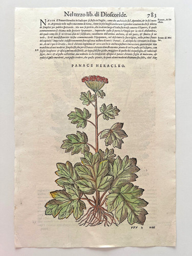 Mattioli xilografia 1500 - xilografia,