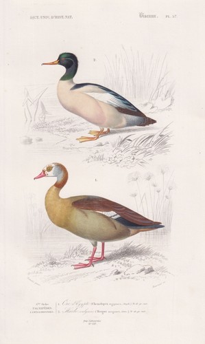Anatre ducks gans - ducks, oche