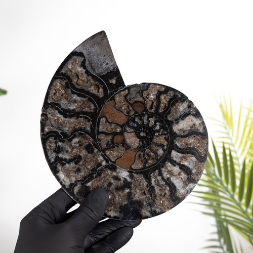 Rare inch black ammonite - 7.5,