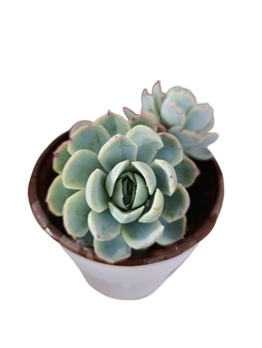 Echeveria elegans beirui - elegans,