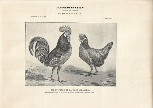 Stampa antica gallo - antica, e