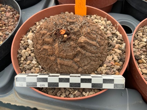 146 dioscorea elephantipes - dioscorea,