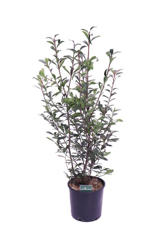 Pianta photinia fraseri - pianta,