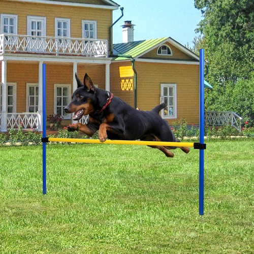 Dog agility training equipment - dog,