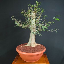 PRE BONSAI ESEMPLARE DI BAGOLARO