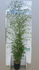 N. 2 PIANTE DI BAMBU'