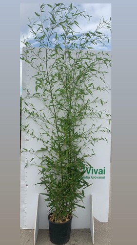 Piante di bambu - 2, bambu'