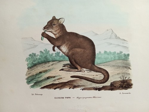 Canguro topo marsupiale - canguro,