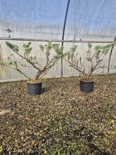 Pianta Vera Di Juniperus in Vaso - Ginepro Adatto Per Bonsai - Foto Reali