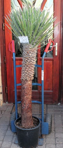 Yucca filifera del - , messico