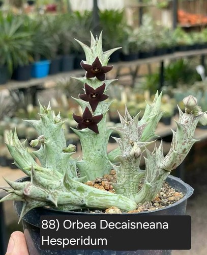 Talea radicata orbea - talea,