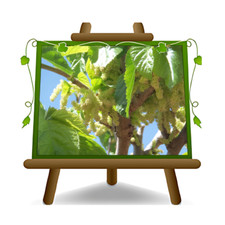 Gelso Morus Saharanpur