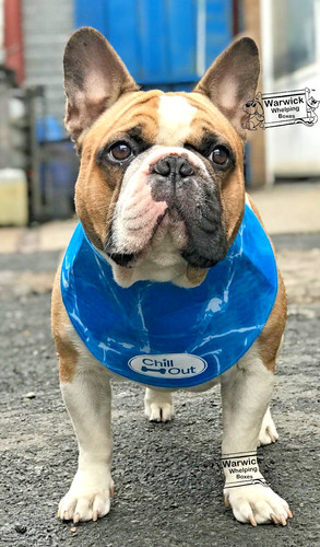 Bandana raffreddamento cane - raffreddamento,