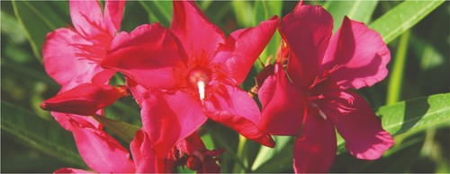 Oleandro nerium oleander - nerium,