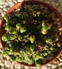 Mammillaria bocasana fred Monster Pot10